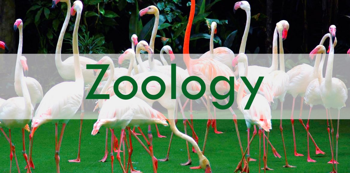 Zoology Baikunthi Devi Kanya Mahavidyalaya, Agra